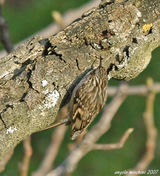 Rampichino Certhia brachydactila